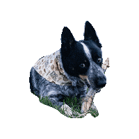 Blue Heeler Stick Sticker by Geekster Pets