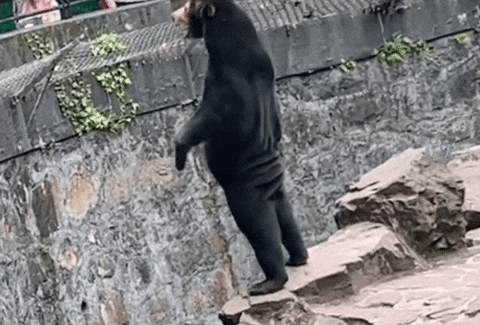 cuteanimalland giphyupload GIF