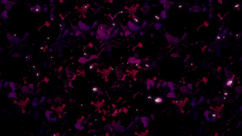 soaverecords giphygifmaker soave maloma home to your love GIF