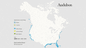 black-bellied plover GIF by audubon