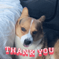 Corgi Thank You GIF