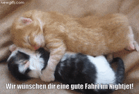 unsereoebb cat katze oebb weltkatzentag GIF