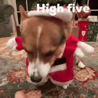 High Five Dog GIF