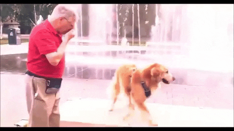 parkerpup giphygifmaker golden retriever parkerpup GIF