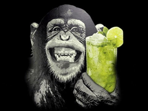 Sem Macaco GIF by Quem Diria Produções