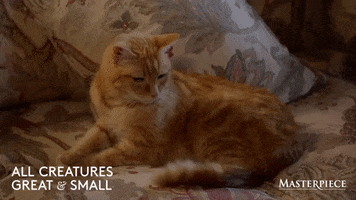 Tabby Cat Waiting GIF by MASTERPIECE | PBS