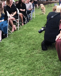 prontaparaosim dog wedding cachorro casamento GIF