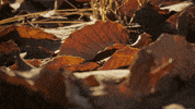 GIF by SUNY Polytechnic Institute