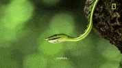 Brie Larson Snake GIF by National Geographic Channel