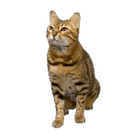 Bengal Cat Sticker by Kitty Fuchs