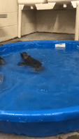 Cincinnati Zoo's Blue Penguin Chicks Receive First Swim Lessons