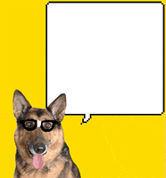 German Shepherd Dog GIF by Nebraska Humane Society