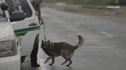 viceland GIF by WEEDIQUETTE