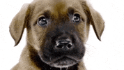 Dog Please GIF by Best Friends Animal Society