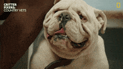 Happy National Geographic GIF by Nat Geo Wild