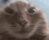 SpacyBeanie cat kitty stare bruh GIF