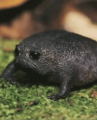 Sad Frog GIF