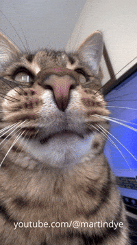 martinjdye cat bored over it relatable GIF