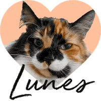 Sticker by Fahu.cl