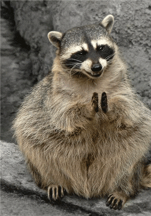 Photo gif. A photo of a raccoon with its hands together has been edited to make it appear that the raccoon is clapping and nodding its head happily.