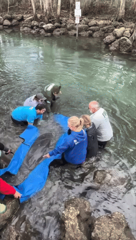 Manatee Released After Rehabilitation
