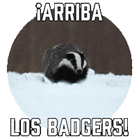 College Football Wisconsin Sticker by Sealed With A GIF