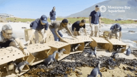 Ocean Penguins GIF by Monterey Bay Aquarium