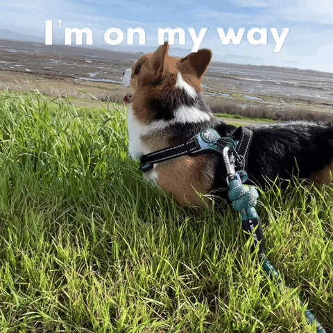 Dog Corgi GIF