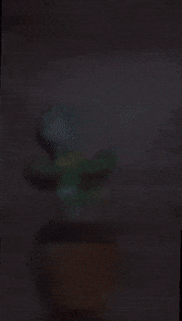 Vegan Pain GIF