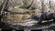He Coming Big Boy GIF by U.S. Fish and Wildlife Service