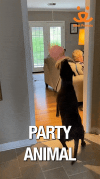 Best Friends Dog GIF by Best Friends Animal Society