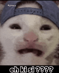 Cat What GIF