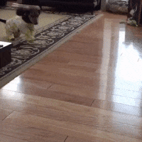 party pajama GIF