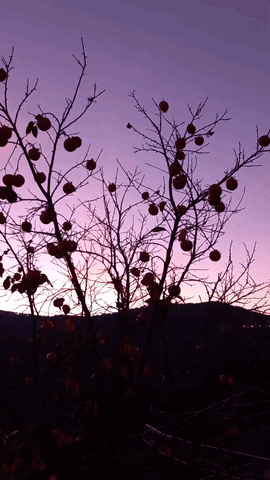 Simongip giphyupload GIF