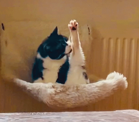 FeinrippStudios giphyupload cat unbothered spa day GIF