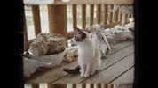 Driving Music Video GIF by Soccer Mommy