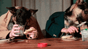 dog human eating GIF