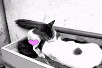 Bebu GIF