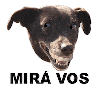 Adoptanocompres Camperito Sticker by El Campito Refugio