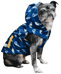 Dog Model Sticker