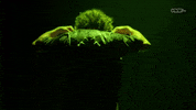 Vice Tv Wwe GIF by DARK SIDE OF THE RING