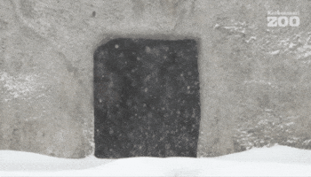 Brown Bear Snow GIF by Korkeasaari Zoo