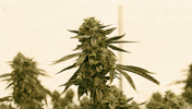 Plant Grow GIF by Exclusive Brands