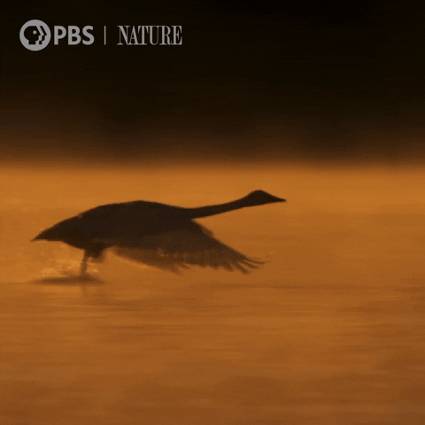 Pbs Nature Run GIF by Nature on PBS