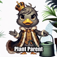 Home Plants GIF by sirduckbeth