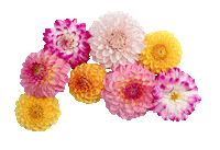 Day Of The Dead Love Sticker by Flower Council