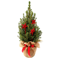 Christmas Tree Sticker by Mein schöner Garten