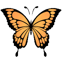 Butterfly Sticker by Bel Diniz