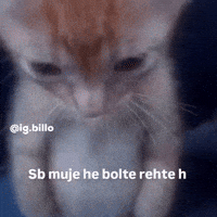 Cat Pakistan GIF