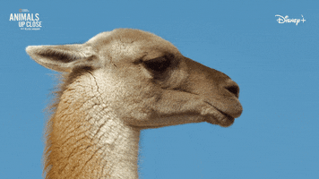 Sassy Nat Geo GIF by National Geographic Channel
